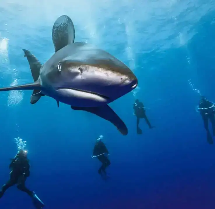 deep-sea-fishing | Greenwood Beach Resort, Cat Island, Bahamas Large shark swimming toward the camera underwater with scuba divers in the background. It appears to be in open blue ocean. or A big shark glides through clear blue water toward the viewer while divers observe from below.
