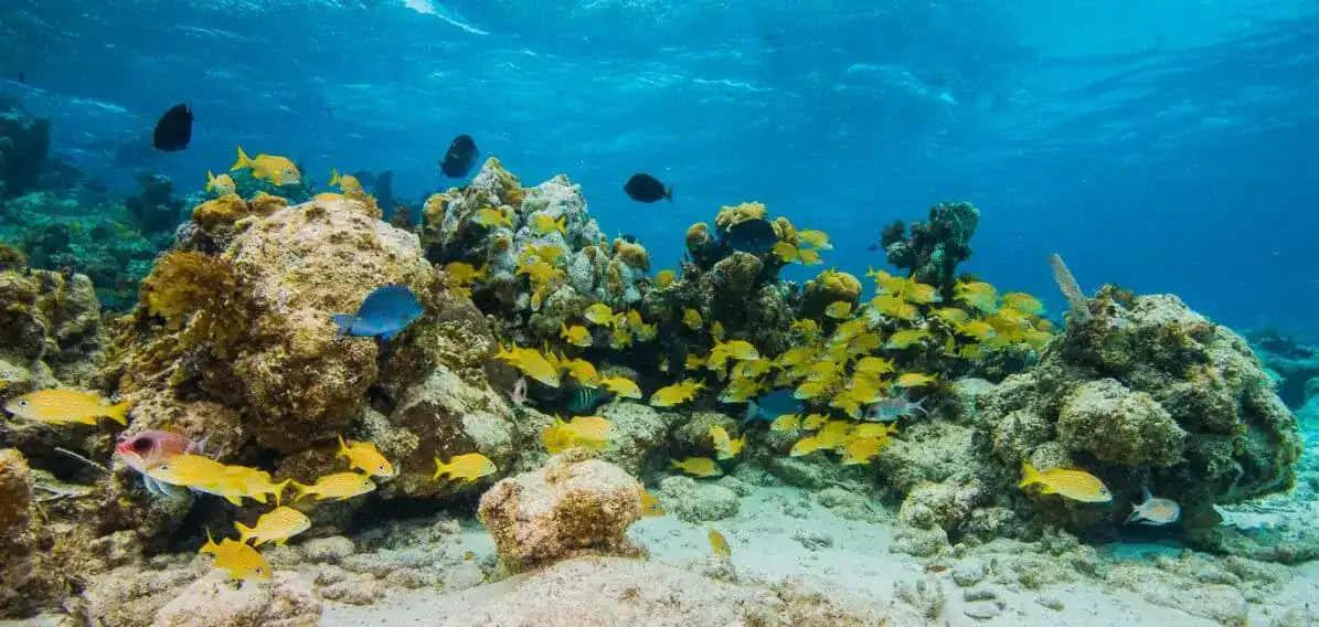 snorkeling | Greenwood Beach Resort, Cat Island, Bahamas School of yellow fish swimming around coral reef on the ocean floor with clear blue water above it, underwater scene
